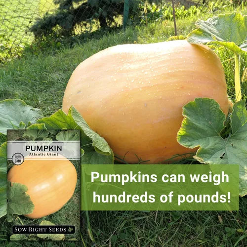 Miniatura 5 de Sow Right Seeds - Semillas de calabaza gigante del Atlántico para plantar - Paquete de reliquia sin OMG con instrucciones para plantar un huerto