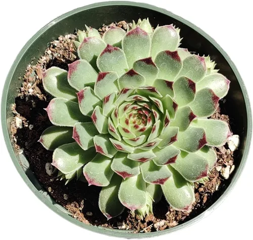 Miniatura 9 de Plantas de Cactus Suculentas Vivas (Maceta de 5 cm Echeveria Minima)