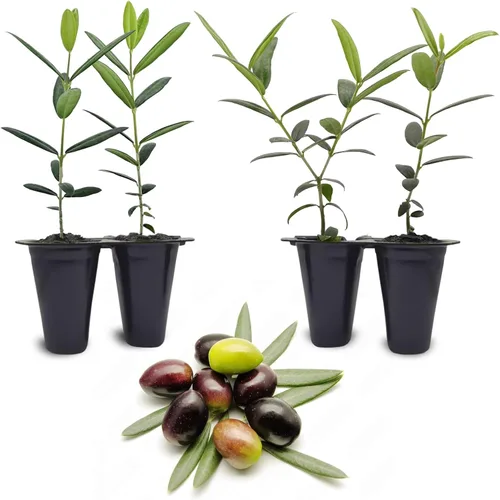 Olivo Arbequina (paquete de 4) Real Olea Europaea | Plantas fáciles de cultivar | Gran regalo para celebraciones | Cultiva tu propia comida en tu