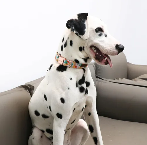 Miniatura 5 de Unique style paws - Collar para perro con hebilla de metal, naranja, duradero, lindo collar para perros pequeños, medianos y grandes