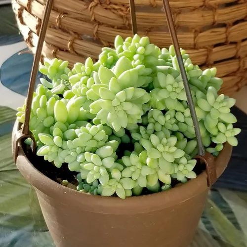 Miniatura 10 de Plants for Pets - Sedum Burrito de 6", plantas suculentas cola de burro, plantas suculentas Sedum vivas, plantas suculentas para el hogar, plantas