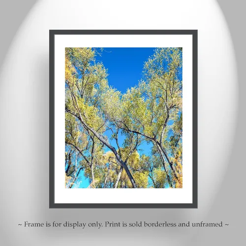 Miniatura 5 de San Pedro River Arizona Cottonwood Tree Autumn Forest Nature Print