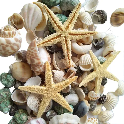 YEJI 80 piezas de decoración del hogar, conchas marinas mixtas de playa, conchas naturales coloridas para decoración de fiestas, bodas, manualidades