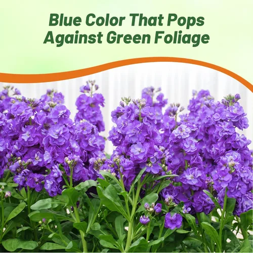 Miniatura 4 de Outsidepride Ten Week Blue Mattiola Stock Seeds – 1000 semillas anuales de flores para plantar con flores fragantes que atraen a los polinizadores
