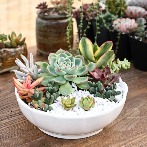 Miniatura 7 de Sprout N Green 10 esquejes variados de suculentas vivas, variedades raras, recortes de plantas, ideal para terrarios, mini jardines, proyectos
