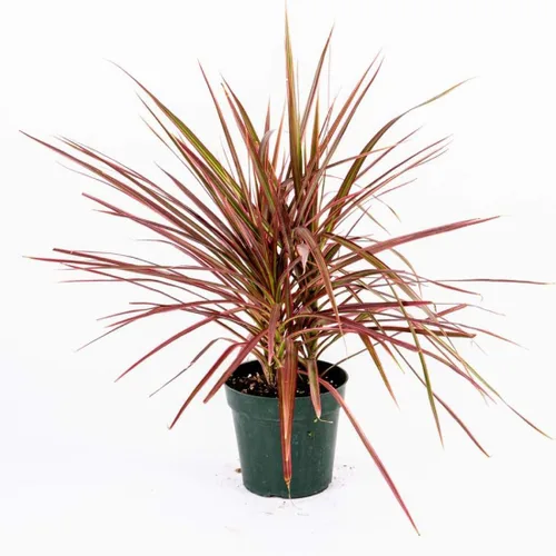 American Plant Exchange Dracaena 'Colorama' - Maceta de 6 pulgadas - Planta de interior colorida viva con follaje a rayas rosas y verdes, planta de