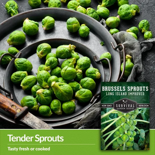 Miniatura 3 de Survival Garden Seeds - Coles de Bruselas mejoradas de Long Island para plantar - 2 paquetes con instrucciones para plantar y cultivar deliciosos