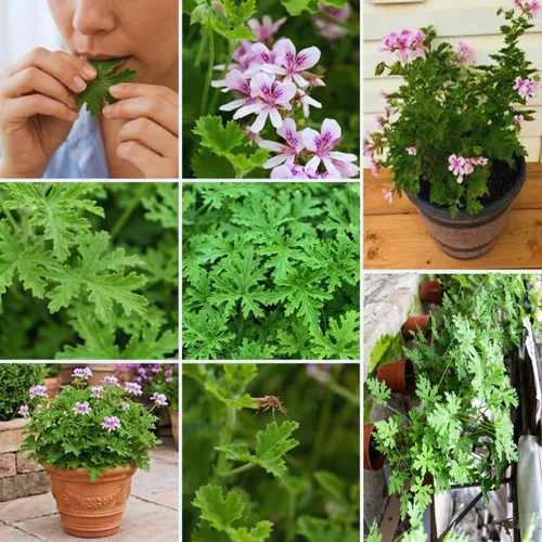 Miniatura 4 de Juego de 4 plantas de citronela vivas, de 3 a 6 pulgadas de alto, planta de citronela viva de interior, maceta de citronela, plantas vivas