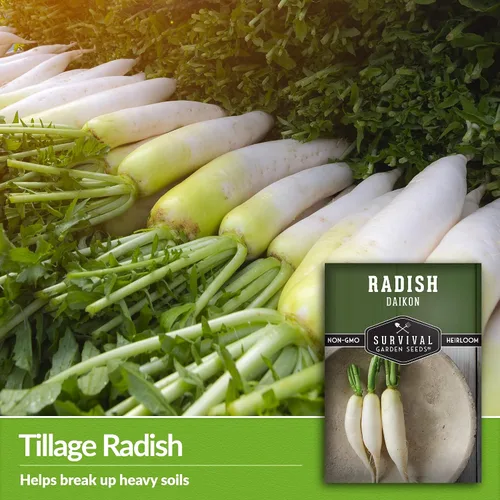 Miniatura 3 de Daikon Semillas de rábano para plantar, rábano blanco japonés tradicional con raíces largas y suaves para huertos domésticos, semillas de jardín