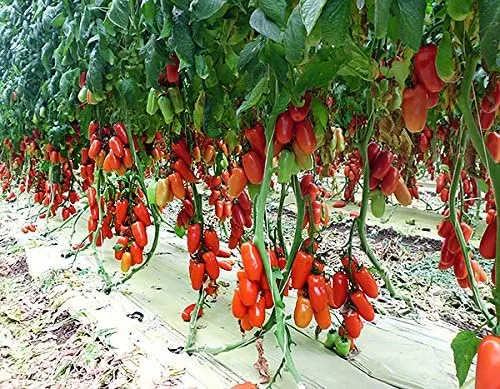 Miniatura 5 de Más de 30 semillas de tomate italianas en pasta San Marzano, sin OMG, indeterminadas, polinizadas abiertas, productivas, deliciosas, de Estados
