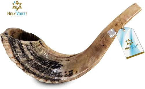 Miniatura 2 de Holy Voice Bocina Kosher Ram Shofar de Israel de 14 a 16 pulgadas, tradicional medio pulido, instrumento musical judío antiguo de Tierra Santa