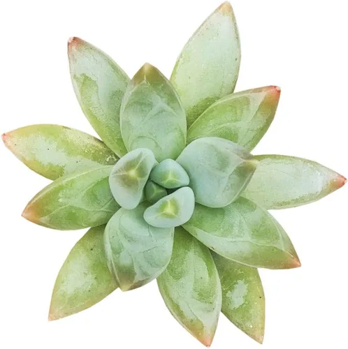 Miniatura 9 de Adenium Obesum - Rosa del desierto de 4 pulgadas, suculenta saludable, rara e inusual, viva de fácil cuidado, planta interior de casa, totalmente