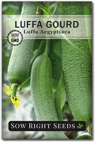 Sow Right Seeds - Semilla de calabaza Luffa para plantar - Paquete de reliquia sin OMG con instrucciones para plantar un huerto casero - Cultiva tu