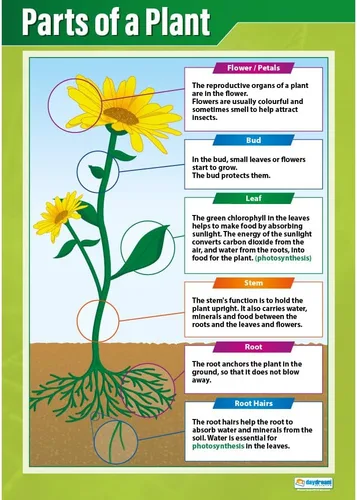 Daydream Education Parts of a Plant Science - Póster para aula de ciencias de plantas, tamaño extragrande, 33 x 23.5 pulgadas, laminado, decoración