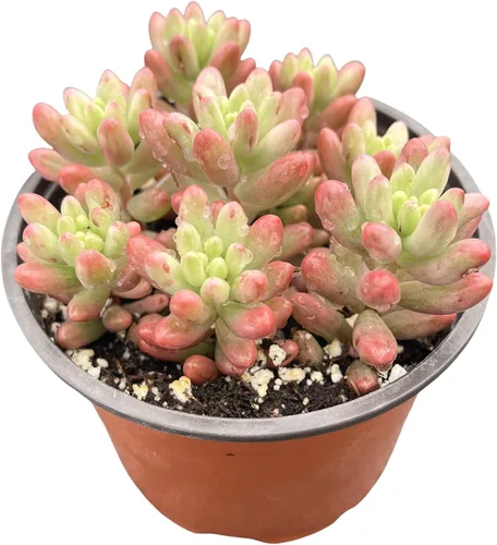 Sprout N Green Sedum Rubrotinctum 'Roseum', mini suculenta viva totalmente enraizada en maceta de inicio de 4 pulgadas, planta de casa para