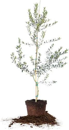 Miniatura 9 de Perfect Plants Planta viva de oliva arbequina, 2-3 pies, incluye guía de cuidado