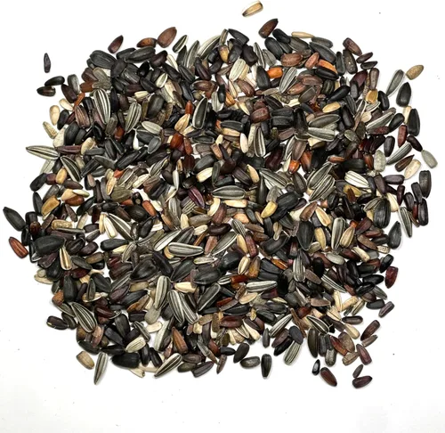 Miniatura 5 de Seed Needs Mezcla de semillas de girasol para plantar Sunset Blend 7 variedades Más de 750 semillas Helianthus Annuus Heirloom Open Polinated XL