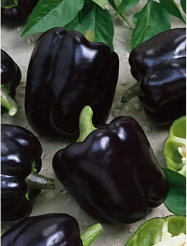 Miniatura 2 de Pimiento negro dulce - Vegetal tradicional - Sin OMG