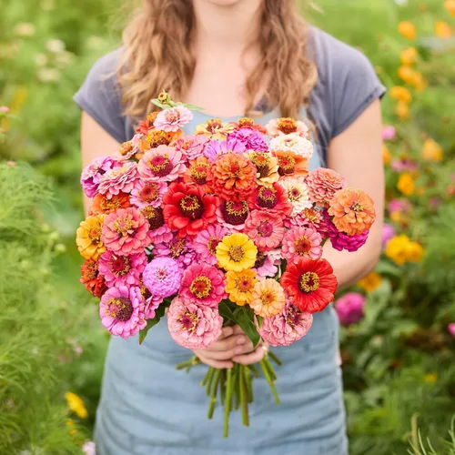 Miniatura 8 de Eden Brothers - Semillas de zinnia, cactus con flores, sin OMG, plantar en primavera, paquete, flores de bajo mantenimiento, zonas 3, 4, 5, 6, 7, 8
