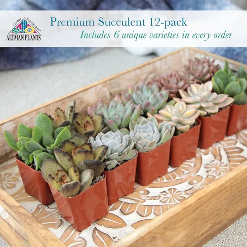 Miniatura 8 de Altman Plants Plantas Suculentas Vivas Deluxe (paquete de 12 unidades), 6 variedades únicas en conjuntos de 2, colores y formas surtidas, cuidado