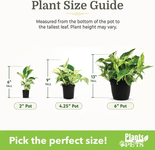Miniatura 5 de Plantas de interior vivas fáciles de cultivar (paquete de 6), colección de lujo de plantas de interior purificadoras de aire, peperomia, plantas