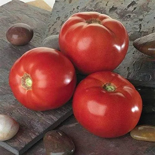 Miniatura 2 de Semillas de tomate híbridas Bella Rosa - Un buen equilibrio de ácido y azúcar. (25 - Semillas)