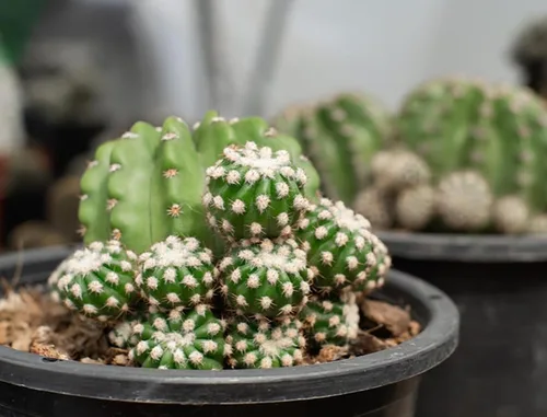 Miniatura 3 de Cactus de lirio de Pascua de 8 pulgadas, Echinopsis Subdenudata, totalmente enraizado, resistente y tolerante a la sequía, fácil de cultivar