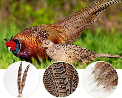 Miniatura 3 de MAOFENG 12 plumas naturales femeninas de cuello de anillo, plumas de faisán de 6 a 8 pulgadas, 5.9-7.9 in para manualidades, bodas, fiestas