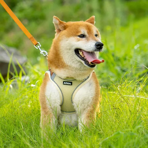 Miniatura 5 de AIITLE Arnés para perro, arnés sin tirones con correa, chaleco reflectante ajustable para perro, arnés para gatos a prueba de escape, caminar al