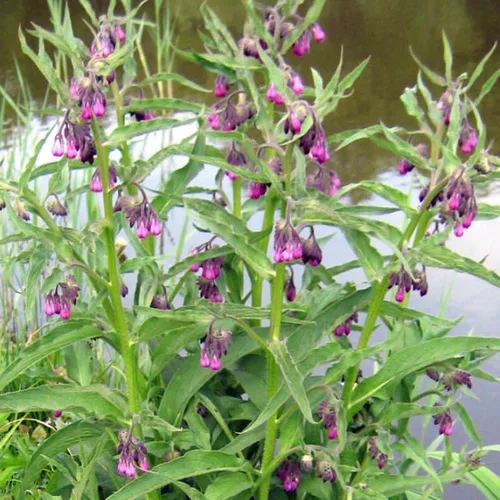 Consuelda (Symphytum officinale) - Cultiva ahora o almacena para futuras plantaciones - Cápsula de 10 semillas