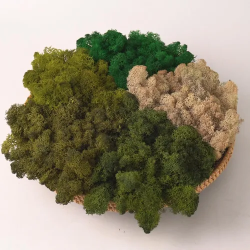 Miniatura 39 de Musgo de Reno Preservado Verde Natural Kit de Bricolaje Arte de Jardinería Decoración de Pared Decoración de Floristería Decoración de Mesa