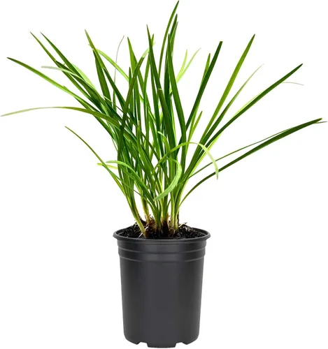Society Garlic | Tulbaghia Violacea | Tulbaghia Violacea | Tolerante a la sequía, flores fragantes, plantas ornamentales perennes, de bajo