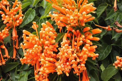 Miniatura 6 de UPC0764425789901 - Semillas de vid naranja gigante (Pyrostegia venusta) de Robsrareandgiantseeds UPC0764425789901 sin OMG, orgánico, cultivador