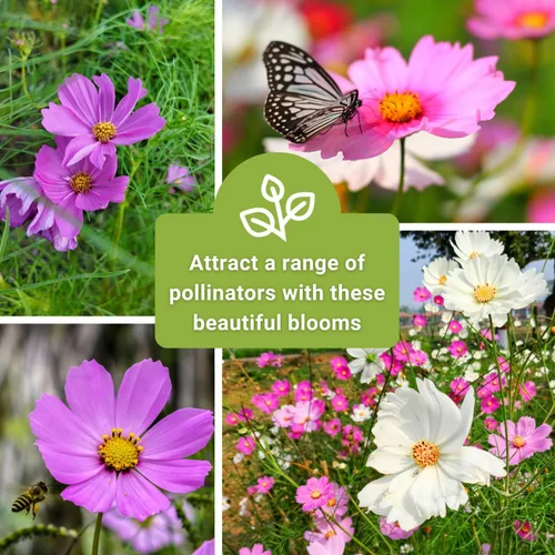 Miniatura 6 de Sow Right Seeds - Sensation Cosmos Flower Seed para plantar - Paquete de reliquia sin OMG con instrucciones para crecer - Corta y vuelve a aparecer