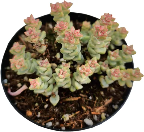 Miniatura 7 de Plantas Crassula vivas (2" Pot Crassula ovata 'Tricolor')