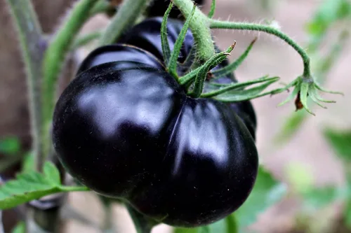 Semillas de tomate negro para plantar más de 20 semillas