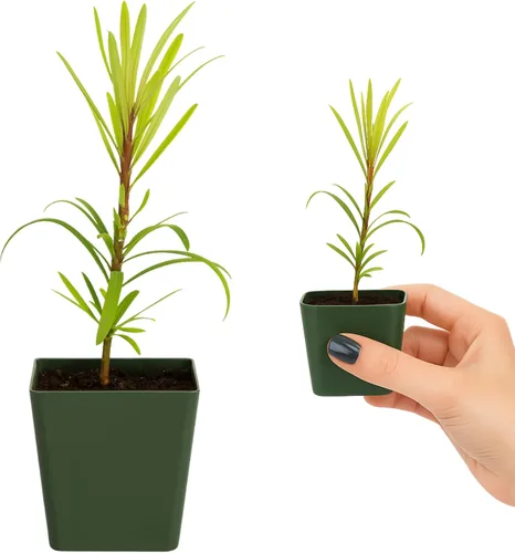 Miniatura 2 de My Shelfie - Podocarpus Macrophyllus Maki Tree (Tejo japonés), planta inicial de bonsái de hoja perenne de 2 pulgadas para jardín, seto o decoración