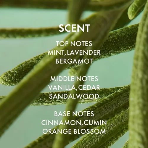 Miniatura 6 de ALFHEIM Rosemary+ - Juego de champú y acondicionador purificante tamaño de viaje, cuidado equilibrante para cabello graso y fino con aceites