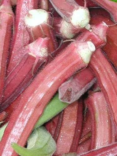 Okra RED Borgoña Great Heirloom Vegetable By Seed Kingdom Bulk 2,000 Semillas