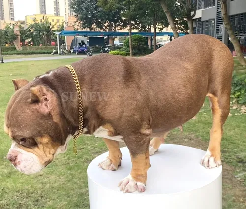 Miniatura 4 de SUNEW Collar para caminar con diseño de placa de identificación de perro con hebilla segura, collar de cadena de eslabones cubanos resistente a