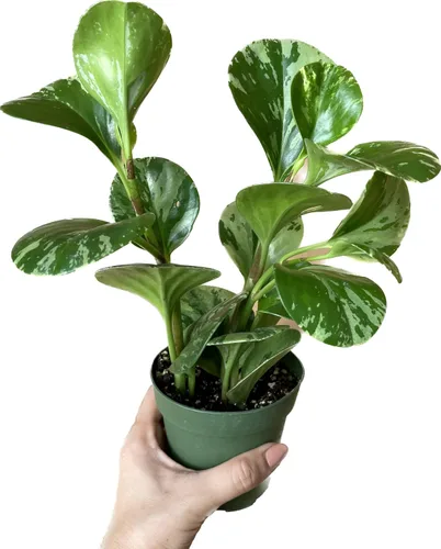 Planta de caucho vivo – Mármol Peperomia – Mármol Peperomia Obtusifolia abigarrado – Disponible en macetas de 3, 4 y 6 pulgadas – Vendedor de CA –