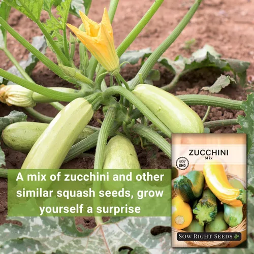 Miniatura 3 de Sow Right Seeds - Semillas de mezcla de calabacín para plantar - Paquete de reliquia sin OMG con instrucciones para plantar y cultivar un huerto