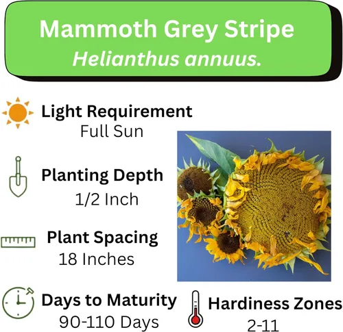 Miniatura 3 de Semillas de girasol gigante para plantar – Cultiva girasoles gigantes en tu jardín – 50 semillas de reliquia sin OGM – Instrucciones completas