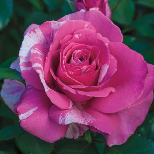 Miniatura 3 de Rosas Grandiflora, planta de raíz propia viva para jardín al aire libre, Parade Day™, excepcionalmente fragantes, zonas de rusticidad: 5-9