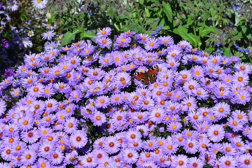 Miniatura 2 de 50 semillas de flor de Aster de Arroz (Aster tupido) Aster Dumosus