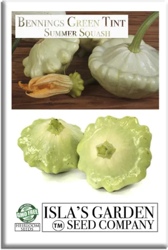 Bennings Green Tint Summer Squash, 30 semillas tradicionales por paquete, Patty Pan Squash, semillas sin OMG, nombre botánico: Cucurbita Pepo,