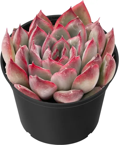 Sprout N Green Echeveria Pulidonis, Mini suculenta viva totalmente enraizada en maceta de 2 pulgadas con mezcla de tierra, planta de interior y