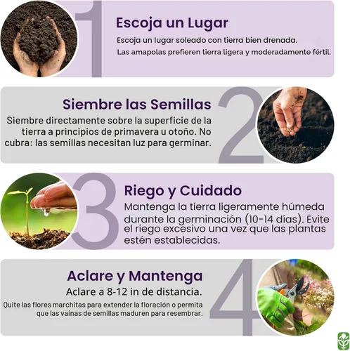 Miniatura 5 de Semillas de Amapola Black Beauty - Amapola Alta y Púrpura Oscura - Mezcla de Flores Dobles y Sencillas - Aproximadamente 300 Semillas