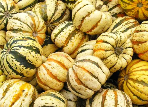 Miniatura 3 de TomorrowSeeds - Semillas de calabaza de carnaval - Más de 30 unidades - Para celebración del festival de siembra 2025, delicata, bellota, calabaza