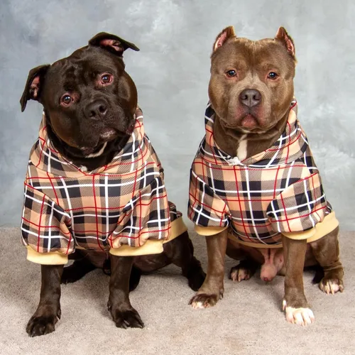 Miniatura 7 de EXPAWLORER - Sudadera con capucha para perro, estilo británico, suave y cálido con agujero para la correa, para clima frío, abrigo de invierno